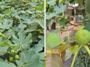 Ce se întâmplă dacă ai un smochin în curte