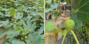 smochin-curte-1200x600