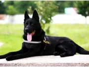 Șuier, câinele-simbol al luptei antidrog din România, a ieșit la pensie după șapte ani de activitate