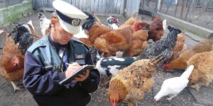 pasari-curte-1200x600