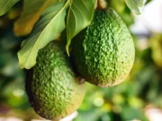 Darul lui Dumnezeu pentru femei