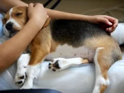 Semne subtile prin care câinele tău îți dezvăluie că nu se simte bine