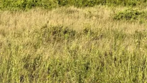 https___www.gandul.ro_wp-content_uploads_2025_06_test-1280x731