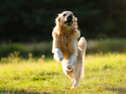 Cum să calmezi un câine plin de energie