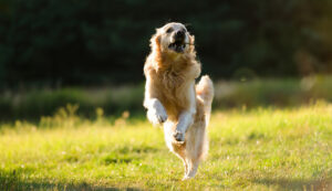 caine-cute-dog-running-outdoors-grass_14979100