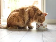 Cele trei alimente interzise pentru pisici. Ce să nu îi dai niciodată să mănânce animalului tău de companie