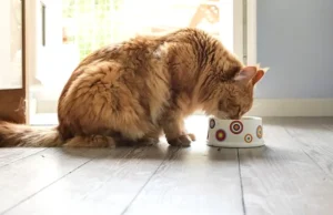 Cele trei alimente interzise pentru pisici. Ce să nu îi dai niciodată să mănânce animalului tău de companie