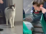 Tomiță, motanul din Rahova, a fost salvat! Revedere emoționantă cu stăpâna după explozia tragică