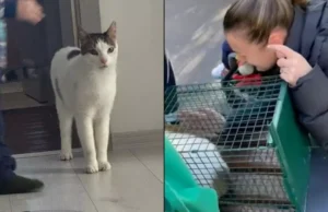 Tomiță, motanul din Rahova, a fost salvat! Revedere emoționantă cu stăpâna după explozia tragică