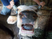 Focar de boala limbii albastre la bovine în judeţul Gorj, potrivit agenţiei Organizaţiei Mondiale pentru Sănătatea Animalelor